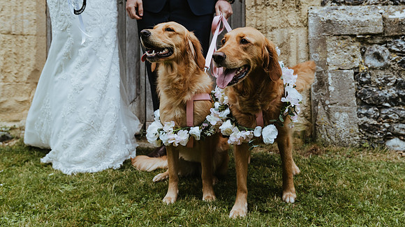 dogs at weddings