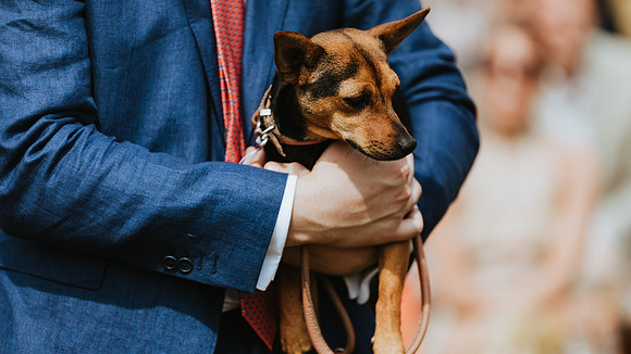Dogs at weddings